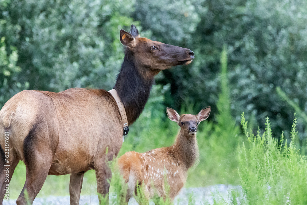 Elk (Cervus canadensis) Wild Elk released into the Tomblin WMA in southern West Virginia as part of the Elk restoration project stated 1n 2016 to bring wild elk herds to West Virginia after 130 years. Elk (Cervus canadensis) Wild Elk released into the Tomblin WMA in southern West Virginia as part of the Elk restoration project stated 1n 2016 to bring wild elk herds to West Virginia after 130 years.