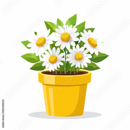 Gänseblümchen