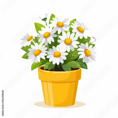 Gänseblümchen