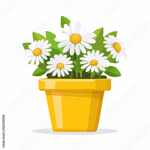Gänseblümchen