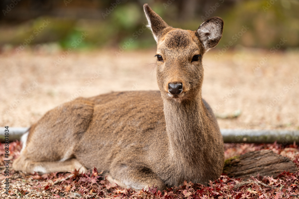 Fototapeta premium Resting Sika Deer on Autumn Leaves in Nara, Japan