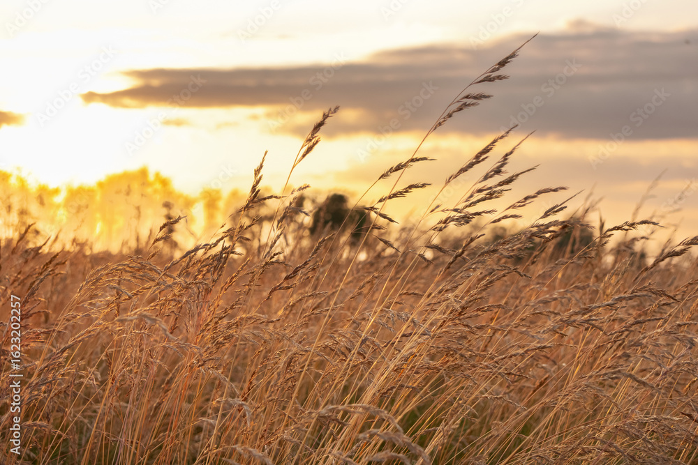 Fototapeta premium Rural landscape, agricultural field with growing fescue grass on it, heads are ripe. Sunset time in prairies, golden light.