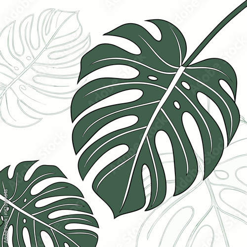 Minimalist illustration of dark green monstera leaves with delicate line art outlines on a white background