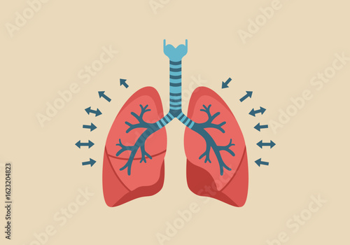 Anatomical diagram of the human respiratory system. Illustration of healthy lungs breathing, showing trachea and bronchi.