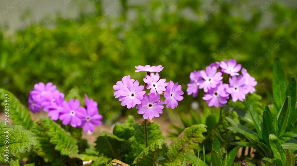 purple flowers in the garden purple flowers in the garden