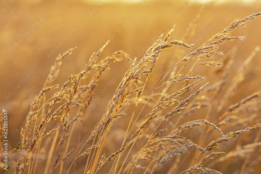 Fototapeta premium Agricultural field with growing fescue grass on it, close-up of ripe heads. Sunset time in prairies, golden light.