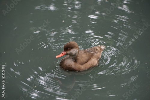 Samica hełmiatki uchwycona z bliska podczas spokojnego płynięcia po tafli wody. Brązowe, stonowane upierzenie i delikatny profil wyróżniają ją w naturalnym, wodnym otoczeniu.

