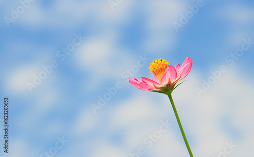 beautiful red cosmos caudatus with blue sky background