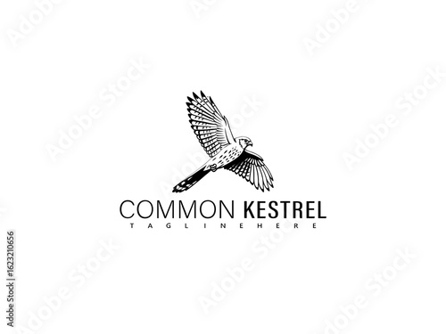 Monochrome vector illustration of a perched common kestrel bird in side view with fine feather details, perfect for professional wildlife artwork, logos, or eco-friendly branding.

