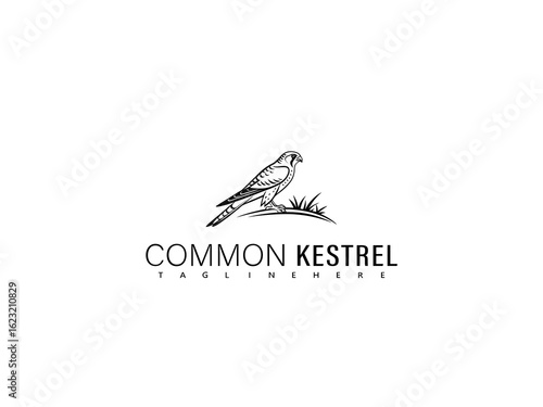 Elegant black and white vector illustration of a soaring common kestrel in flight with outstretched wings, perfect for birdwatching enthusiasts, nature lovers, and wildlife branding use.

