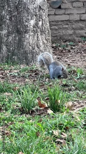 Grey Squirrel Running Through Grass in the Park