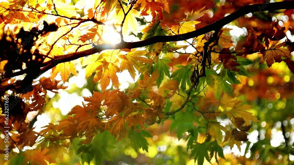Sunlight shining through colorful autumn maple leaves on a tree branch Sunlight shining through colorful autumn maple leaves on a tree branch