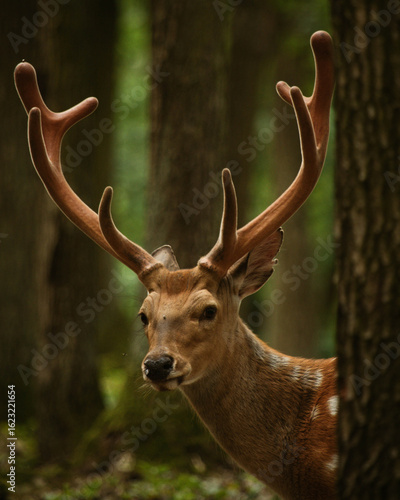 deer in the woods