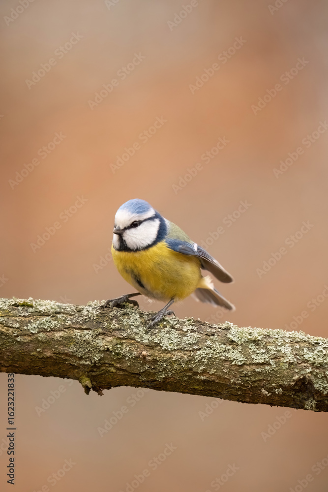 Fototapeta premium blue tit on a branch