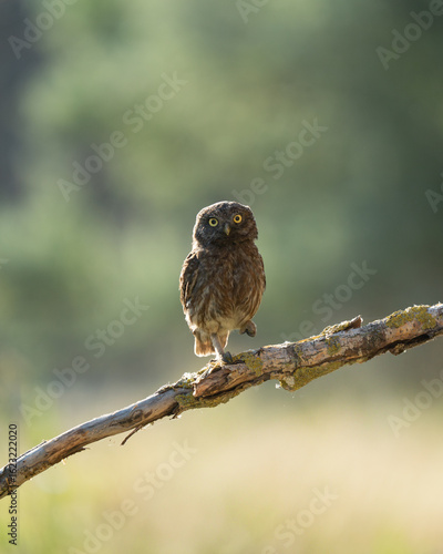 Little owl