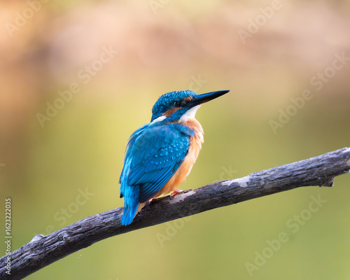 Kingfisher