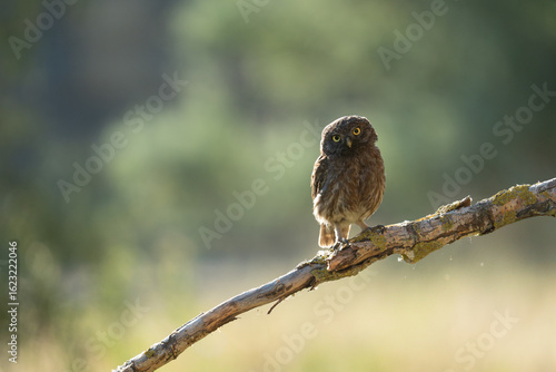 Little owl