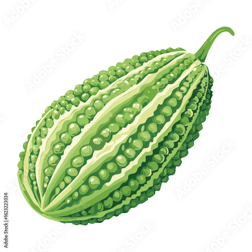 Healthy Bitter Gourd Vegetable Whole - Vector Illustration