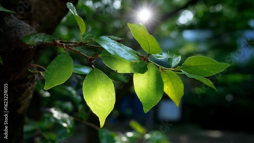 sun shining in the forest in summer.