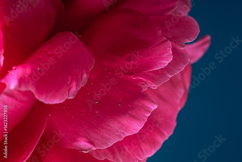 Bright pink peonies on a dark blue background