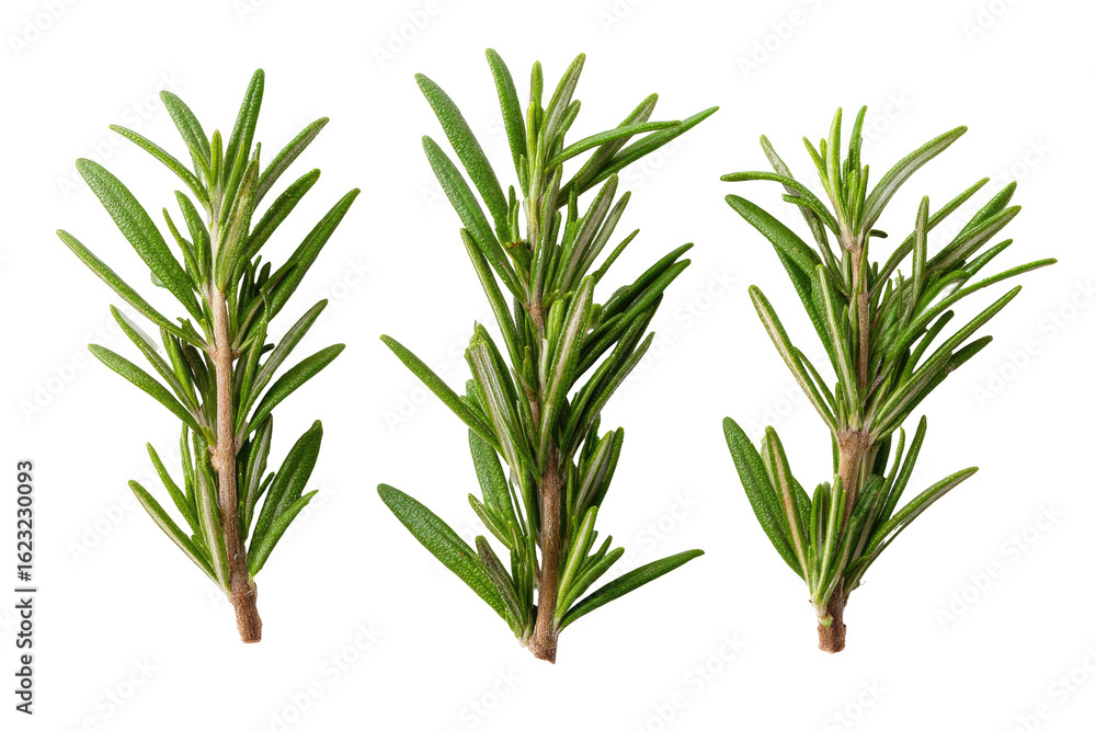 Fototapeta premium Close-up of three sprigs of fresh rosemary