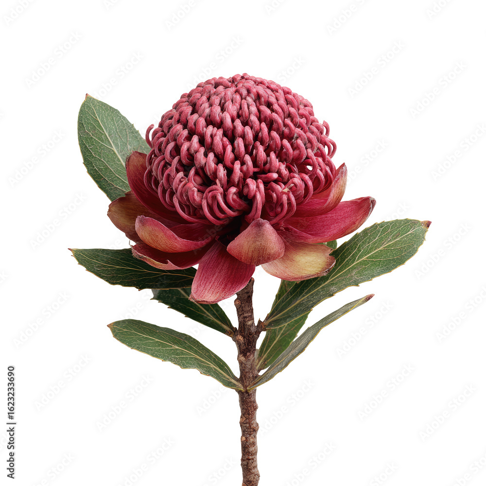 custom made wallpaper toronto digitalClose-up of a vibrant deep-rose flower, its textured, spherical bloom, with intricate details. Green leaves accentuate the stem. Isolated against a black background