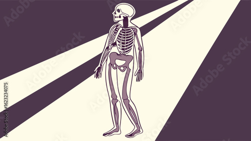 Overweight human body with visible skeleton and internal organs. Anatomy, health issues, obesity, medical illustration.