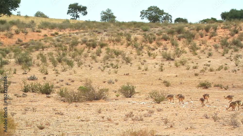African Ostrich group of chicks with mother walking in Kgalagadi transfrontier park, South Africa ; Specie Struthio camelus family of Struthionidae African Ostrich group of chicks with mother walking in Kgalagadi transfrontier park, South Africa ; Specie Struthio camelus family of Struthionidae