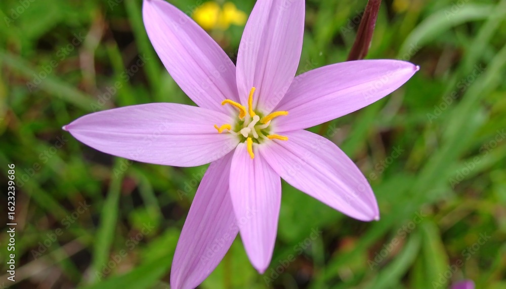 Fototapeta premium Close-up of a delicate, star-shaped purple flower