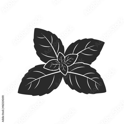 Silhouette of compact basil plant with layered leaves on white background