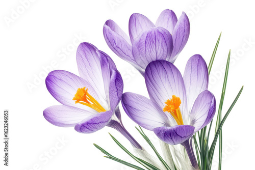 Three delicate purple and white crocuses with vibrant orange centers bloom gracefully isolated on transparent background