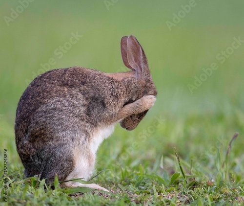 See No Evil, Eastern Cottontail covering eyes