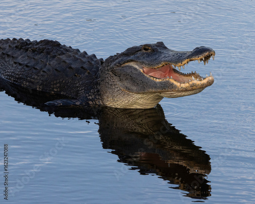 American alligator with open mouth in water