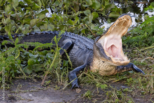 American alligator with wide open mouth, in swamp water