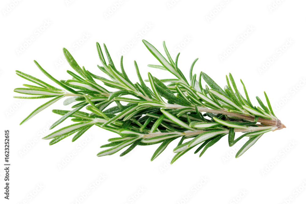 A fresh sprig of fragrant green rosemary herb with delicate leaves isolated on transparent background A fresh sprig of fragrant green rosemary herb with delicate leaves isolated on transparent background