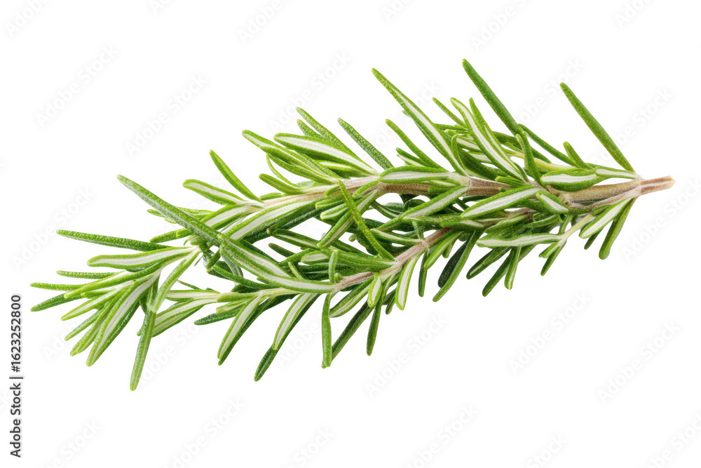 Fototapeta premium Fresh green rosemary herb sprig with needle like leaves isolated on transparent background