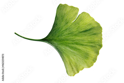 Vibrant green ginkgo biloba leaf with intricate vein patterns isolated on transparent background