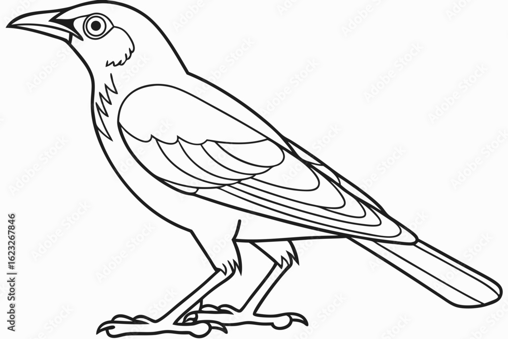 Fototapeta premium coloring page line art the mynah black vector