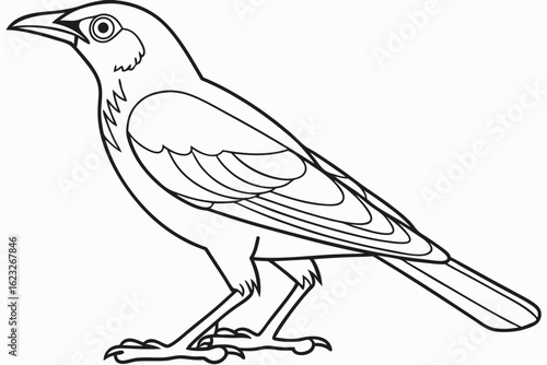 coloring page line art the mynah black vector