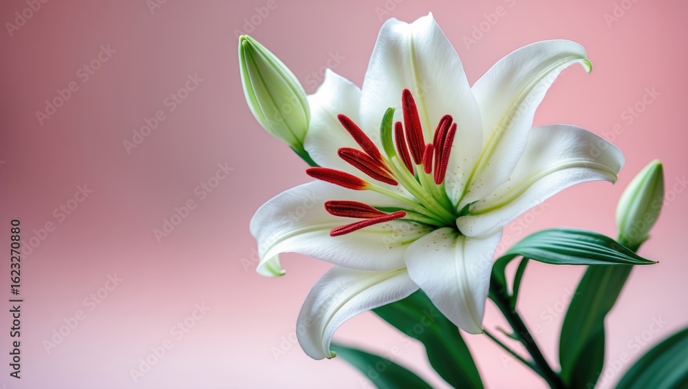 Fototapeta premium A white lily with red stamens and green leaves against a pink background.