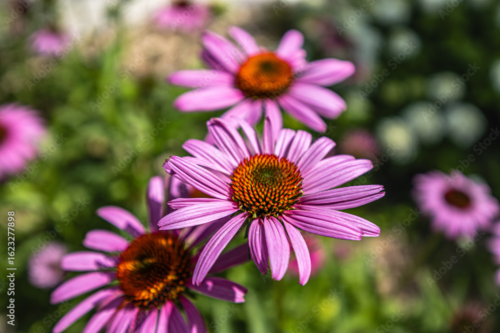 Obraz premium A cluster of blooming Echinacea (Sonnenhut) flowers, showcasing their vibrant colors and natural beauty.