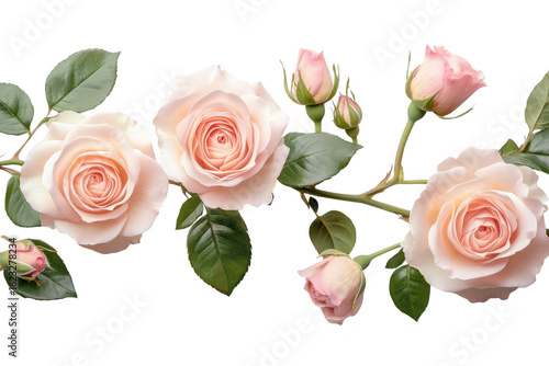 Fototapeta Naklejka Na Ścianę i Meble -  Delicate blush pink roses with green leaves and buds forming a beautiful floral border isolated on transparent background
