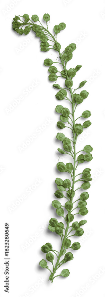 Obraz premium Verdant Basil Seeds