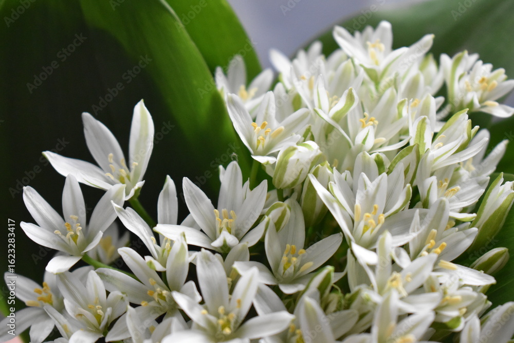 Obraz premium bouquet of white flowers