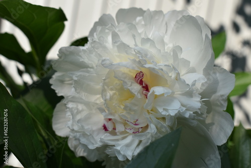 white peony flower