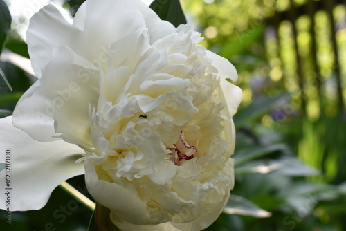 white flower