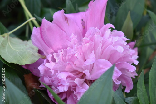 pink and purple flowers