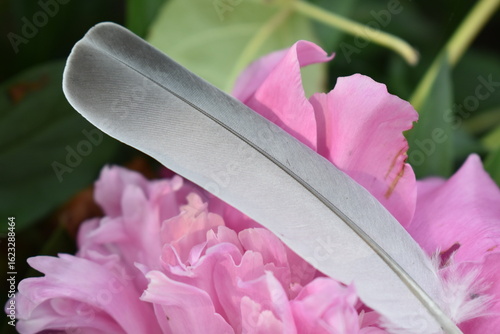 bird feather on a pink flower