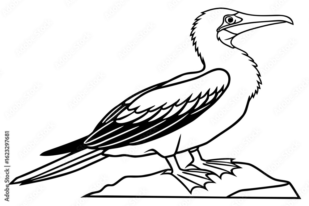 Fototapeta premium coloring page line art the booby black vector