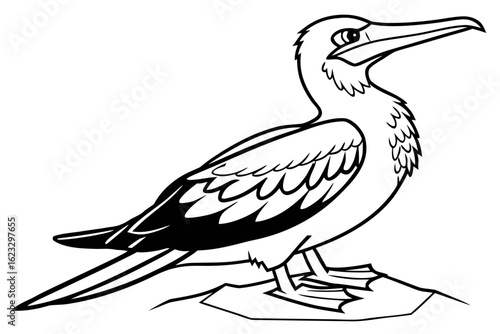 coloring page line art the booby black vector